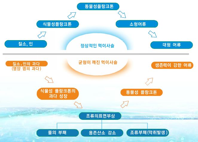 부영양화 과정